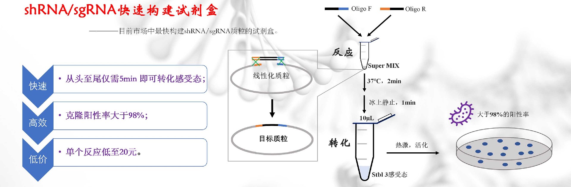 shRNA/sgRNA快速克隆试剂盒