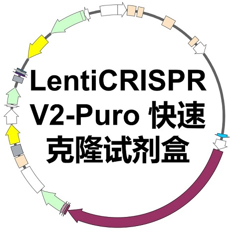 LentiCRISPR V2-Puro 快速克隆试剂盒