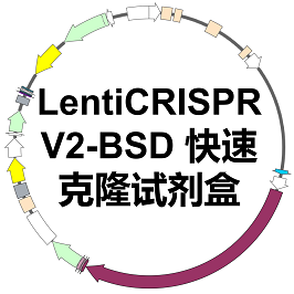 LentiCRISPR V2-BSD 快速克隆试剂盒