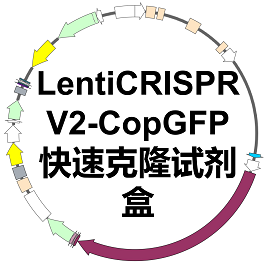 LentiCRISPR V2-CopGFP快速克隆试剂盒