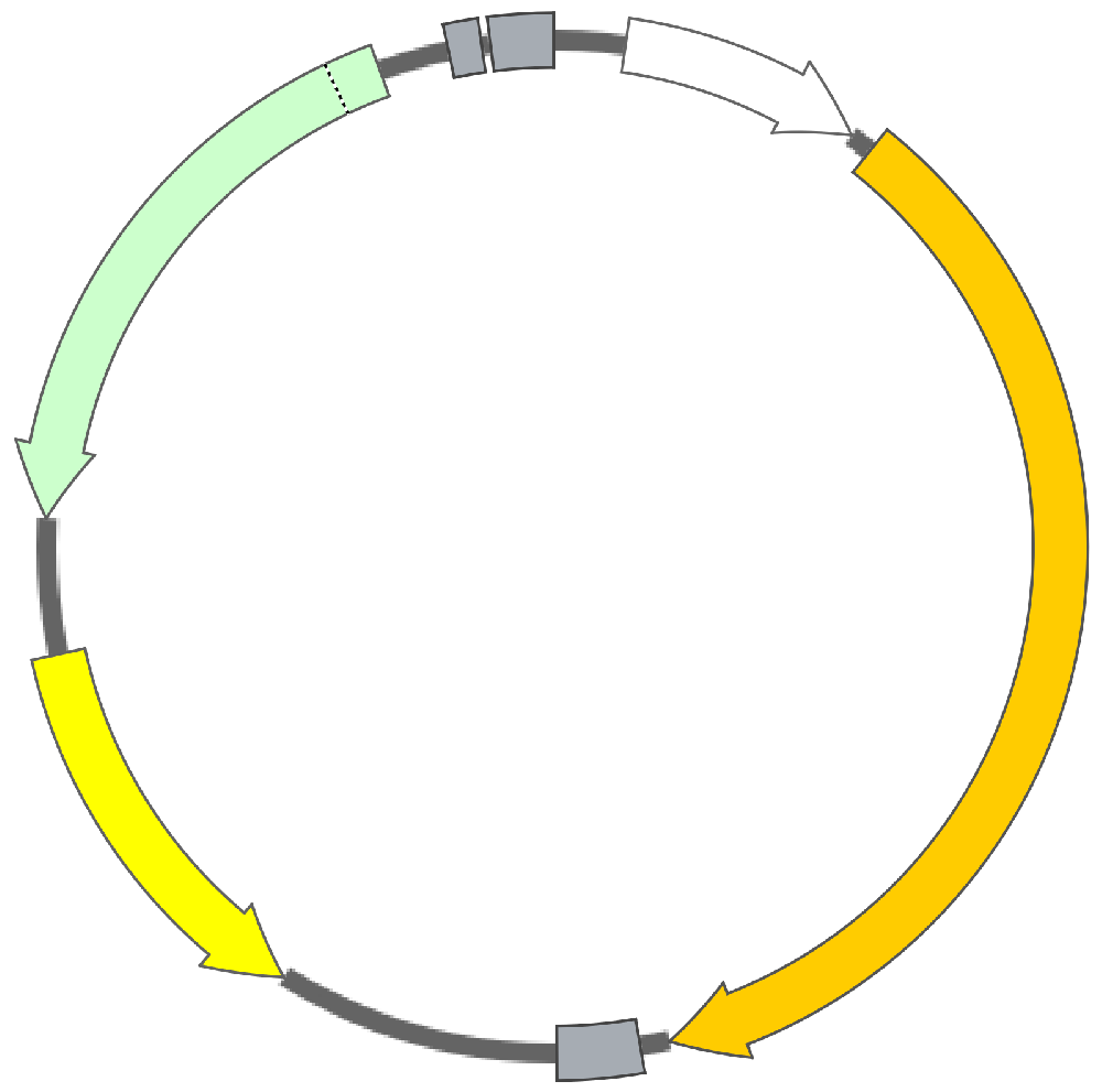 Nedd4 sh1 pscAV-U6-shRNA-CMV-GFP