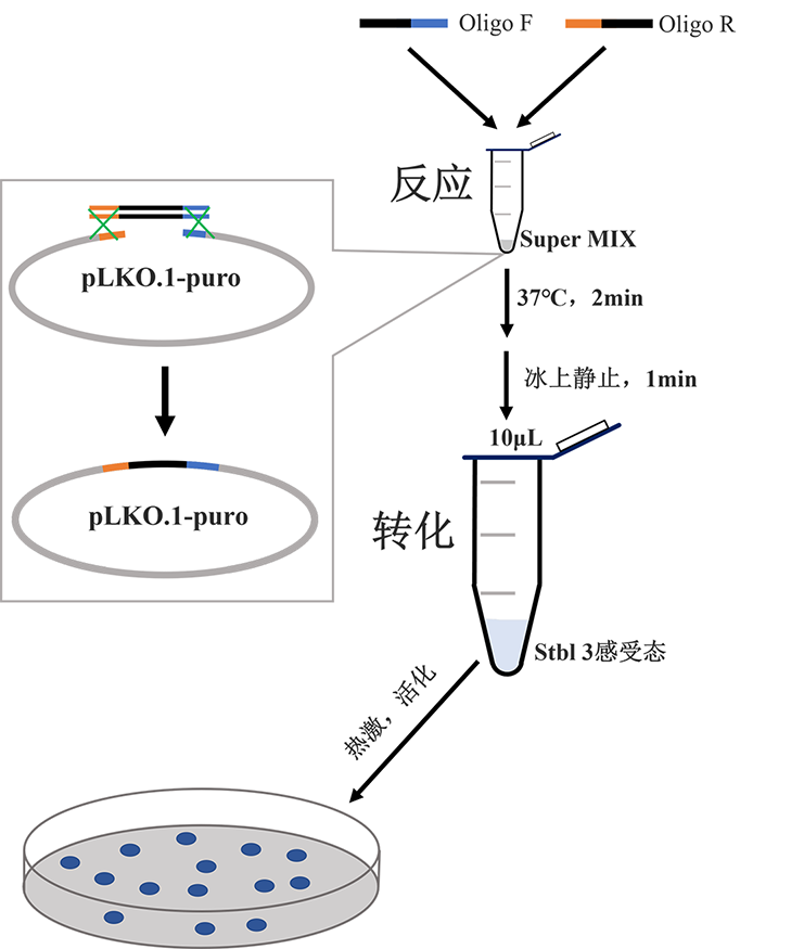 plko.1克隆流程.png